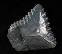 Bizarre Edestus Shark Tooth In Jaw - Carboniferous #15921-1